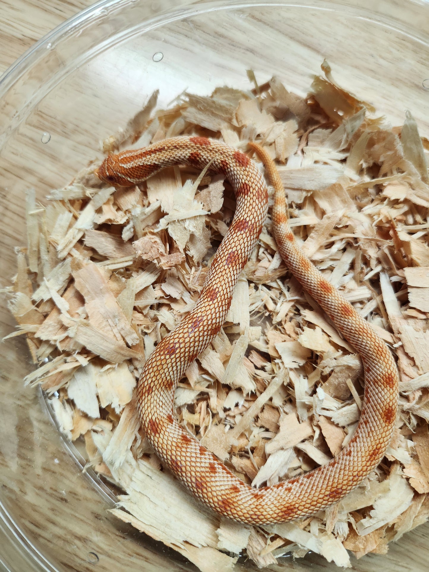 Western Hognose - Albino Anaconda - Male