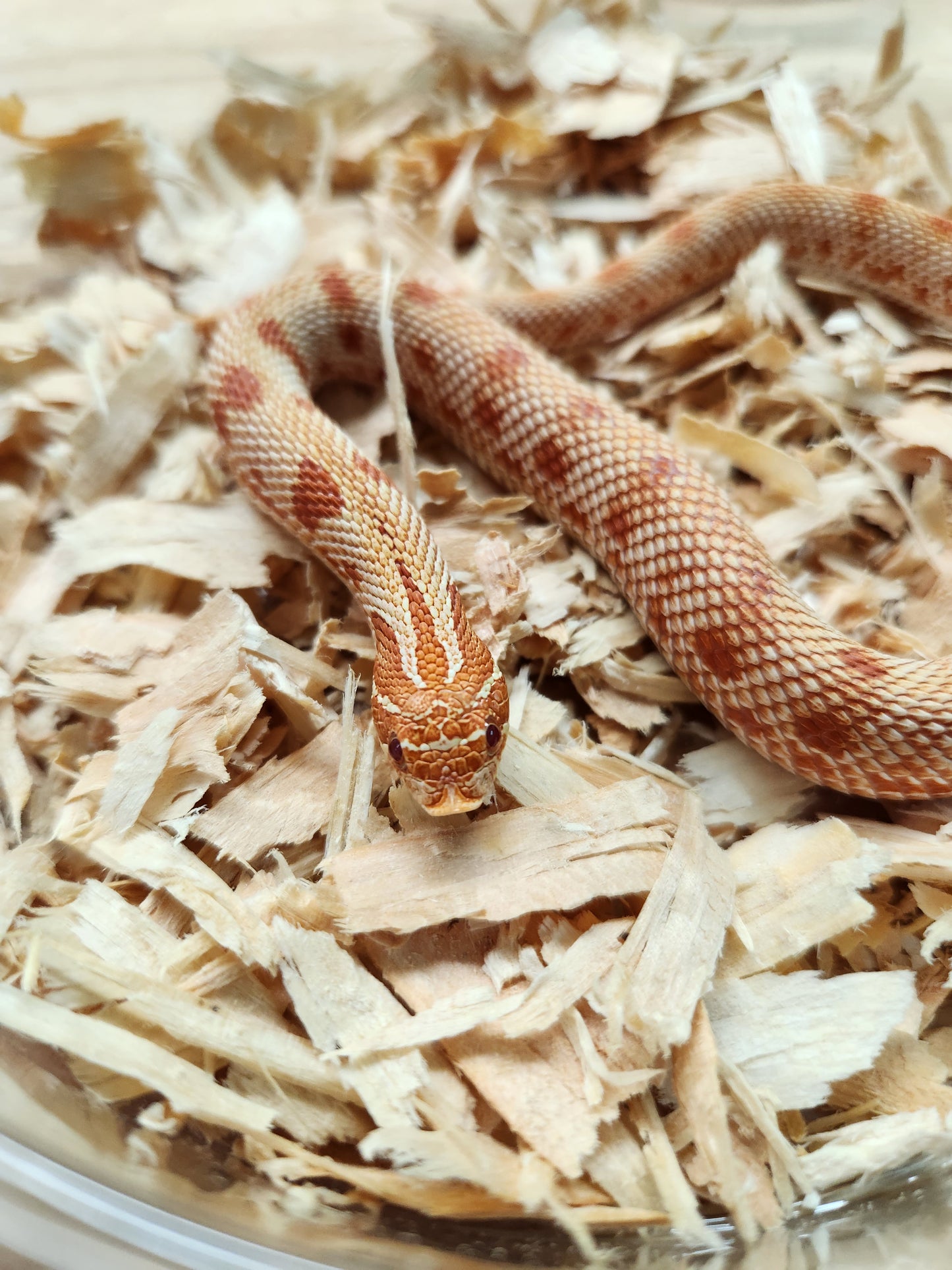 Western Hognose - Albino Anaconda - Male