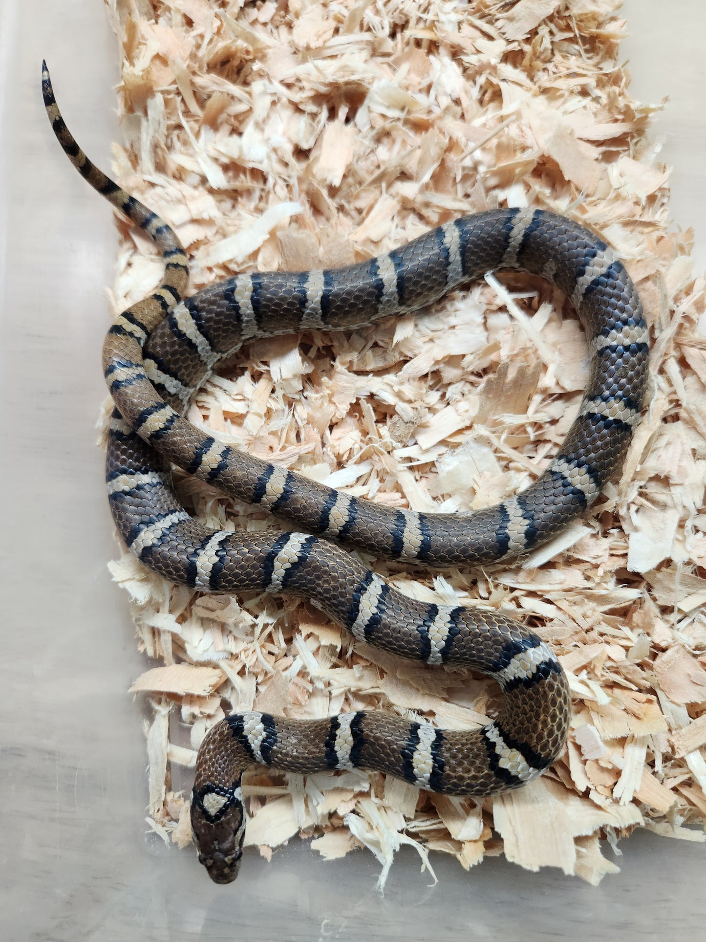 Eastern Milksnake - Unsexed