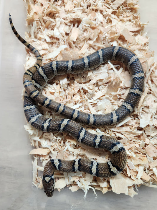 Eastern Milksnake - Unsexed