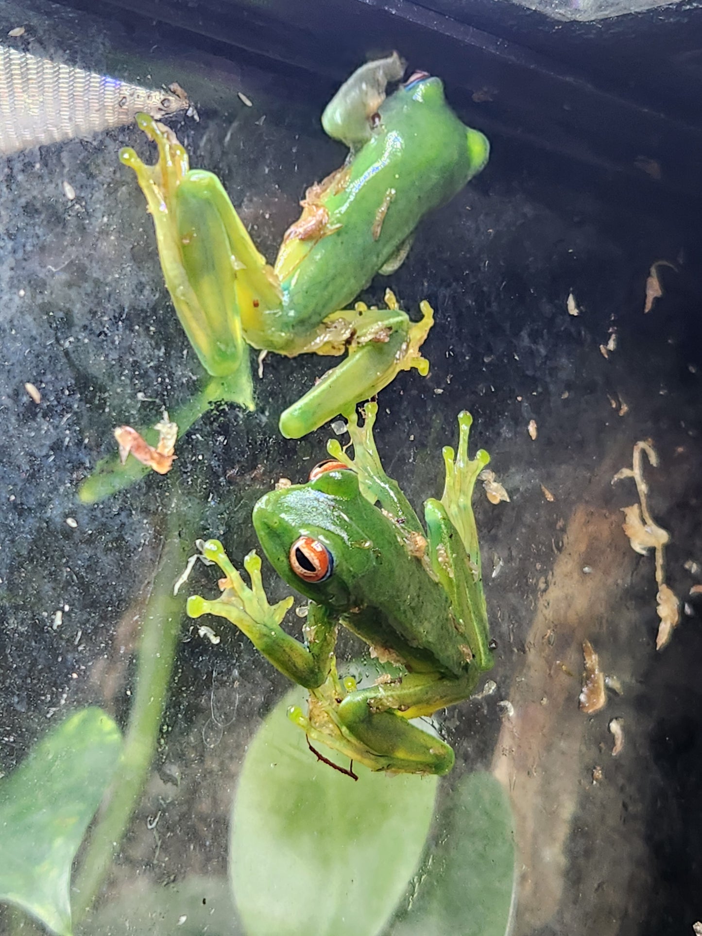Amphibian - Ankafana Bright Eyed Tree Frog - Boophis luteus - Unsexed