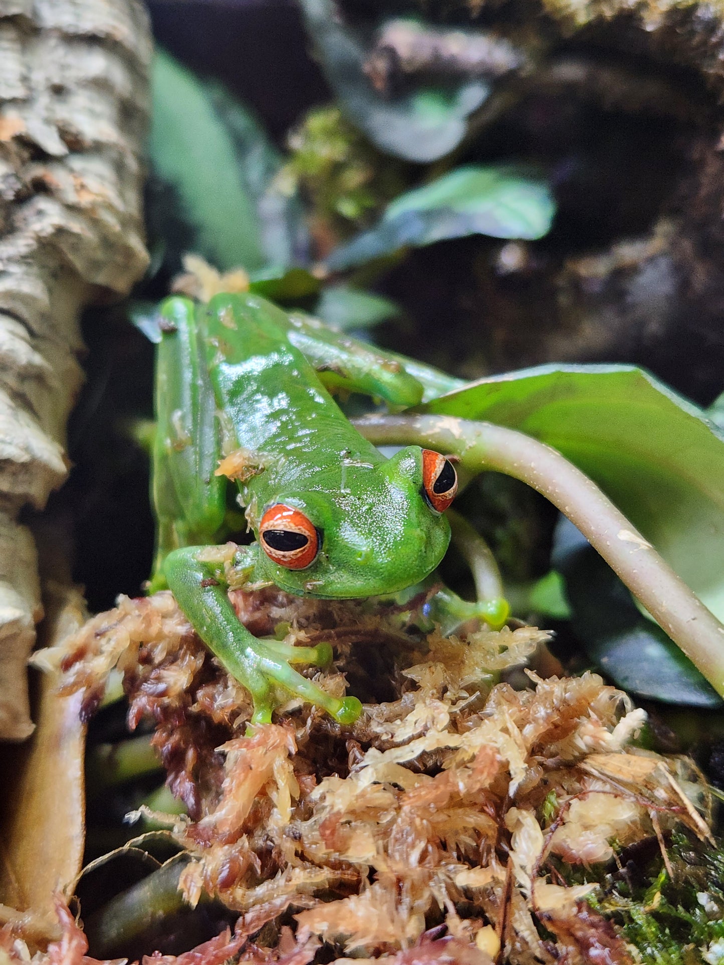 Amphibian - Ankafana Bright Eyed Tree Frog - Boophis luteus - Unsexed