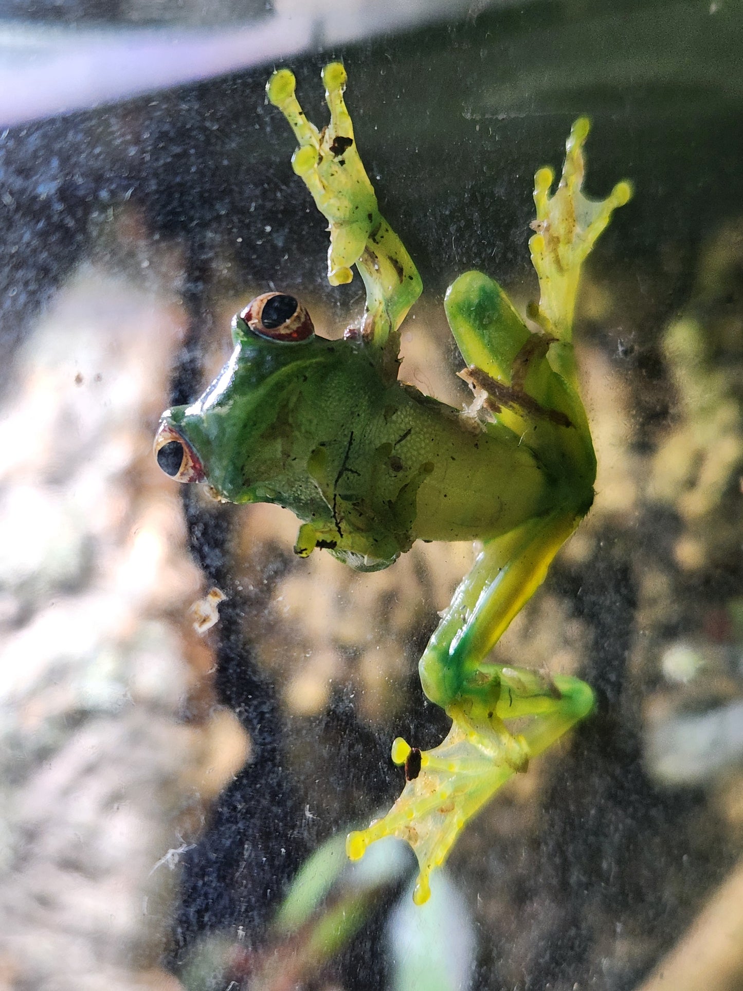 Amphibian - Ankafana Bright Eyed Tree Frog - Boophis luteus - Unsexed