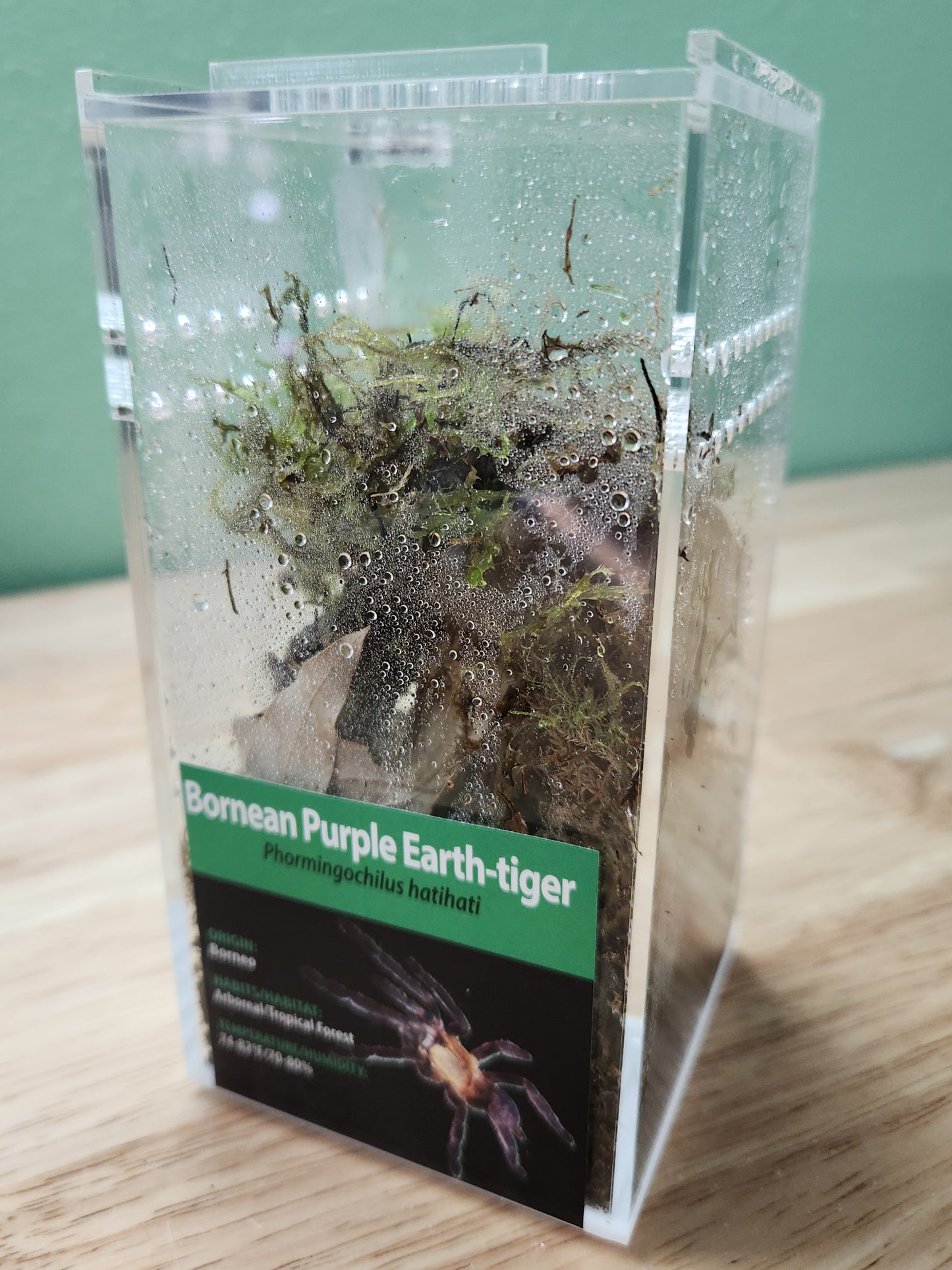 Tarantula - Phormingochilus hatihati - Bornean Purple Earth-tiger - GNG