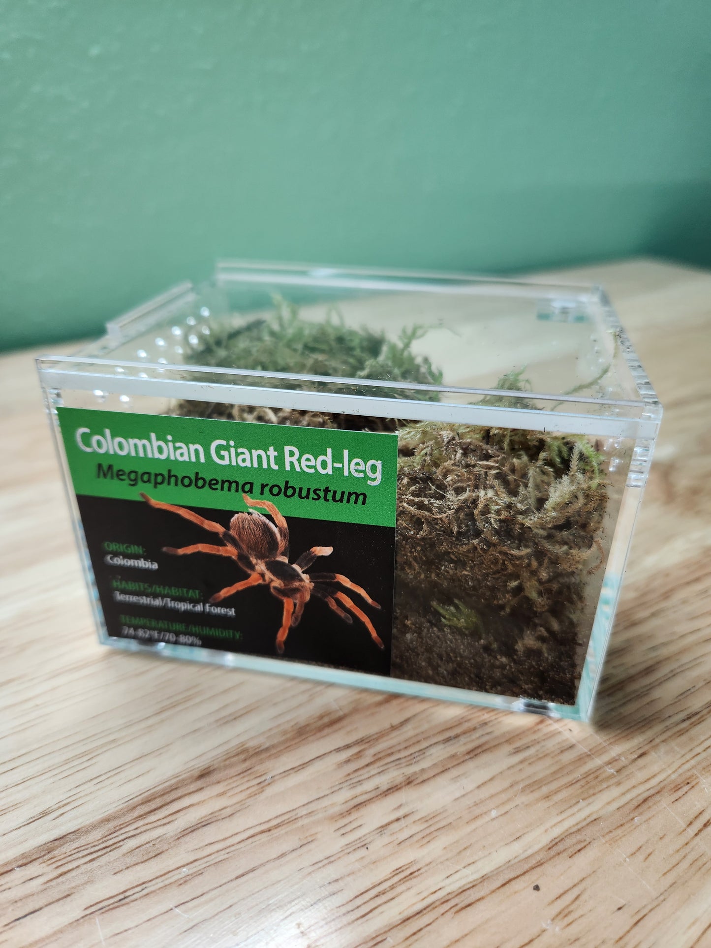Tarantula - Megaphobema robustum - Columbian Giant Red Leg - GNG