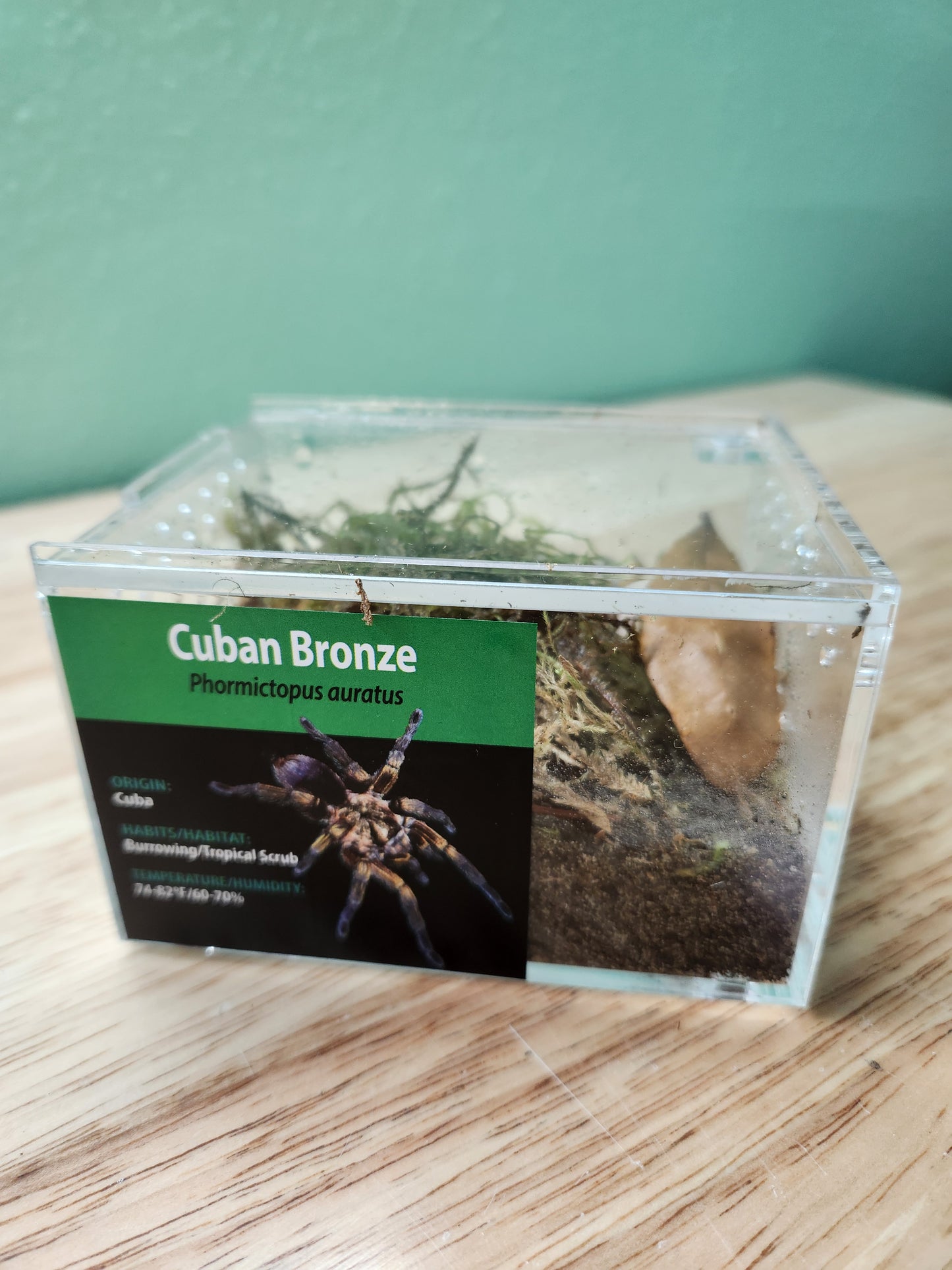 Tarantula - Phormictopus auratus - Cuban Bronze - GNG