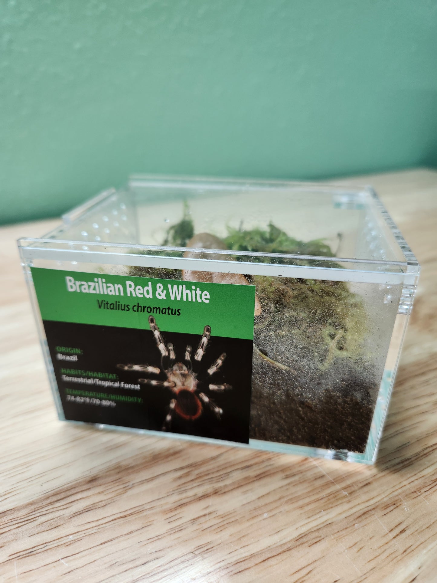 Tarantula - Vitalius chromatus - Brazilian Red And White - GNG