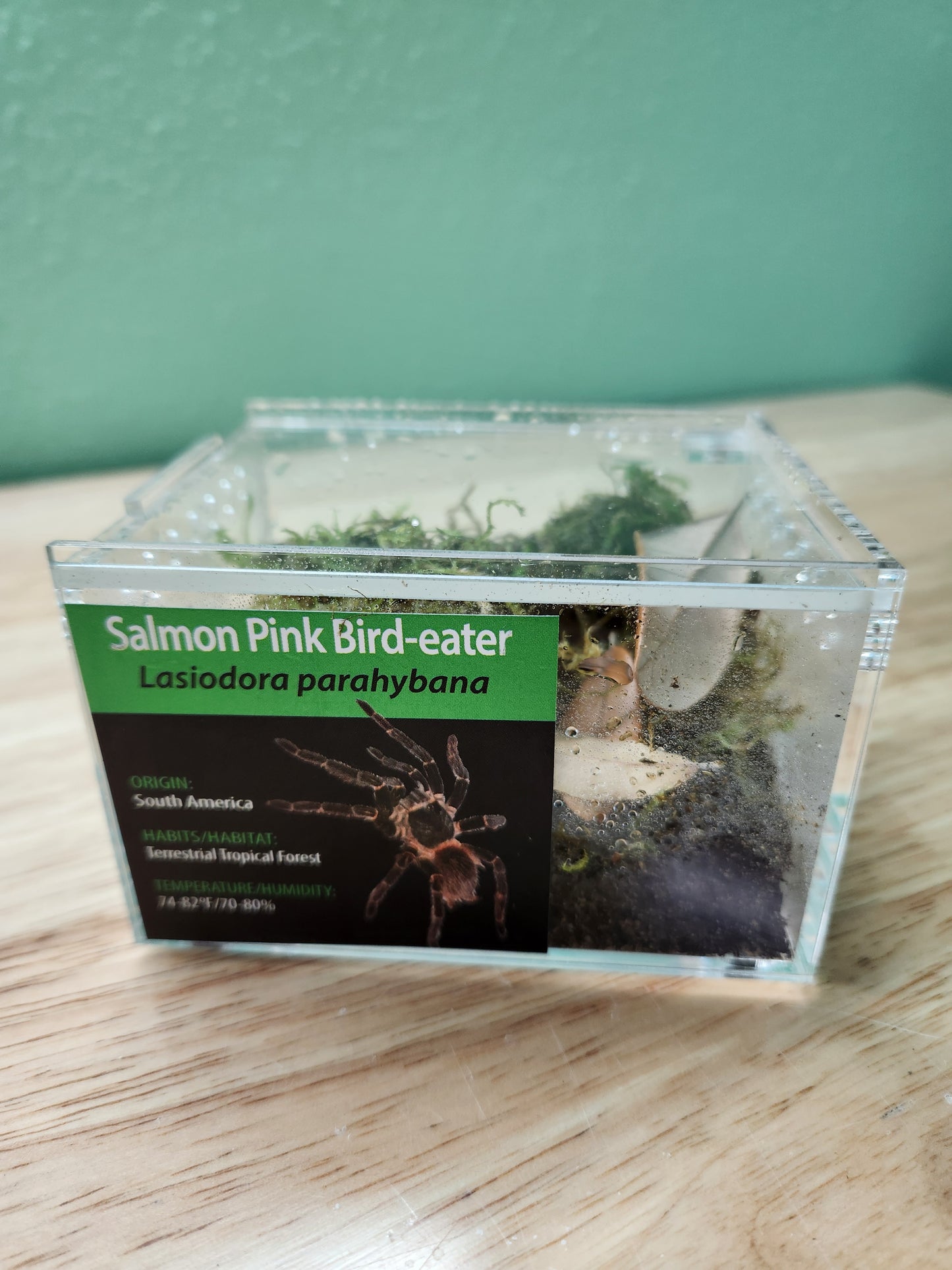 Tarantula - Lasiodora parahybana - Salmon Pink Bird-eater - GNG