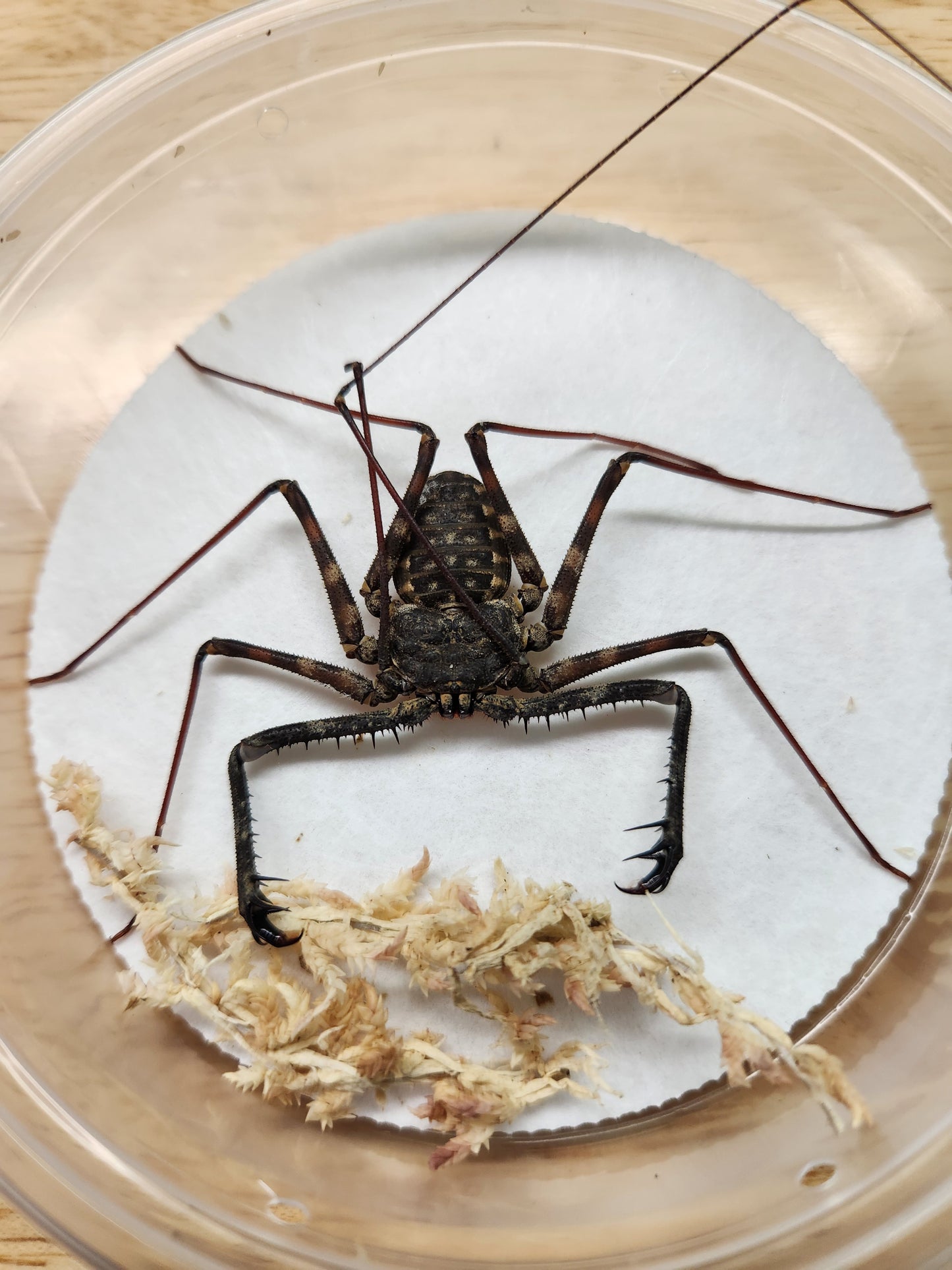 Invertebrate - West African Tailless Whip Scorpion  - Damon medius