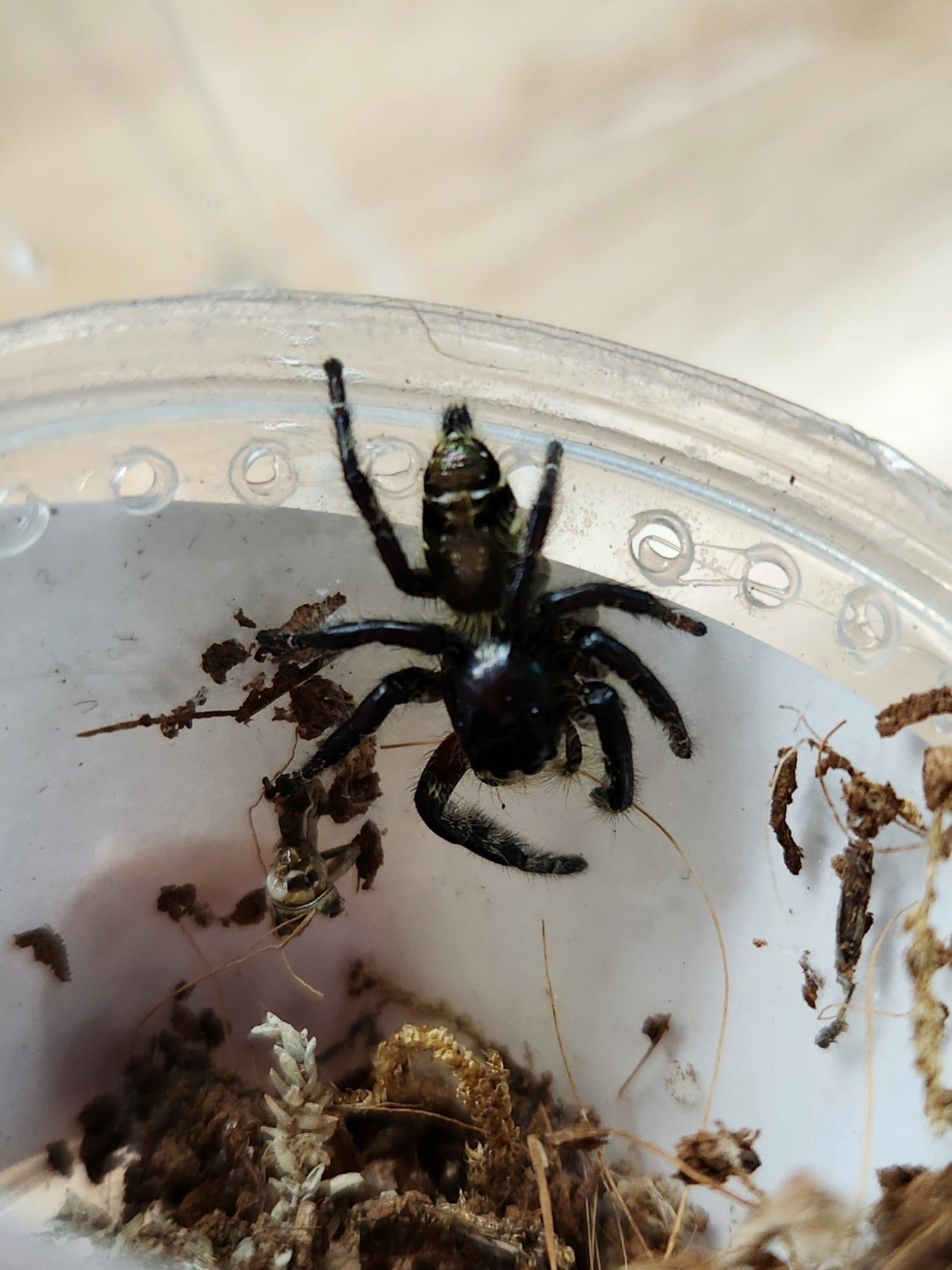 Invertebrate - Diardi Heavy Jumping Spider - Hyllus diardi