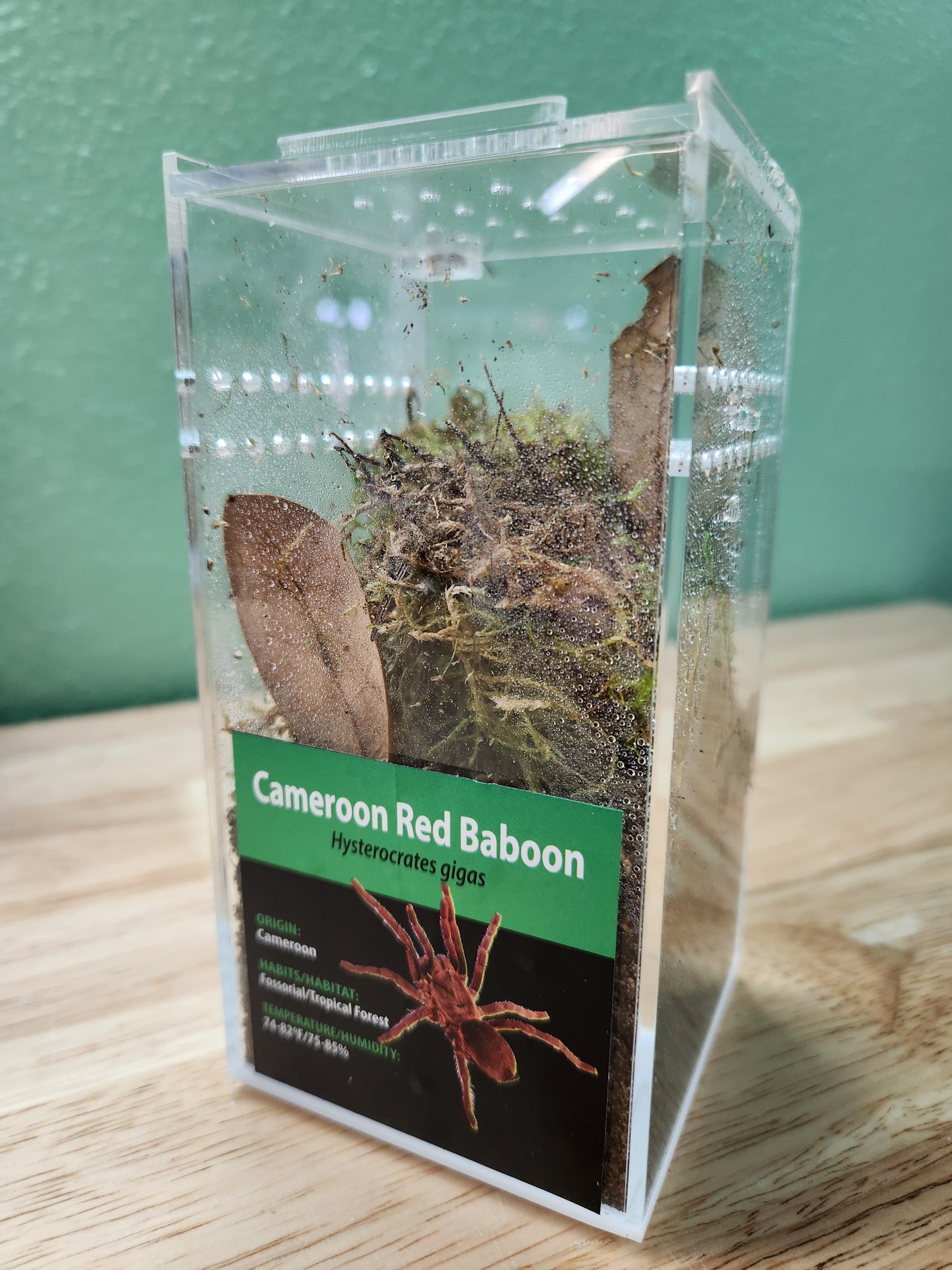 Tarantula - Hysterocrates gigas - Cameroon Red Baboon - GNG