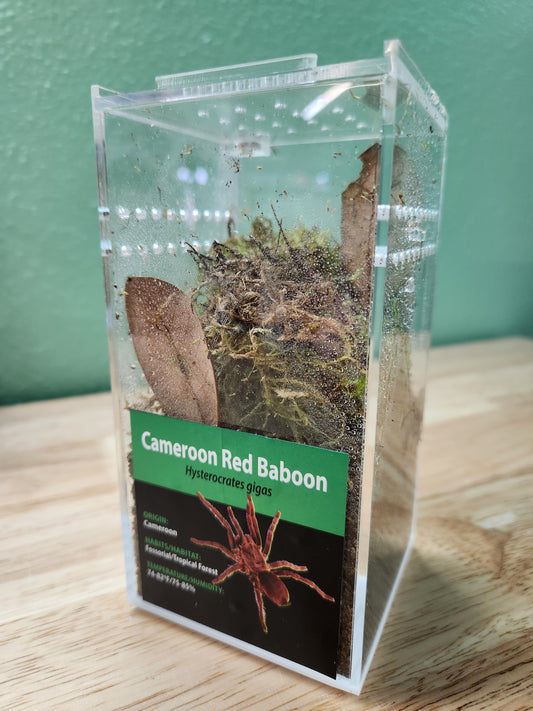Tarantula - Hysterocrates gigas - Cameroon Red Baboon - GNG