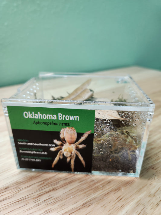Tarantula - Aphonopelma hentzi - Oklahoma Brown - GNG