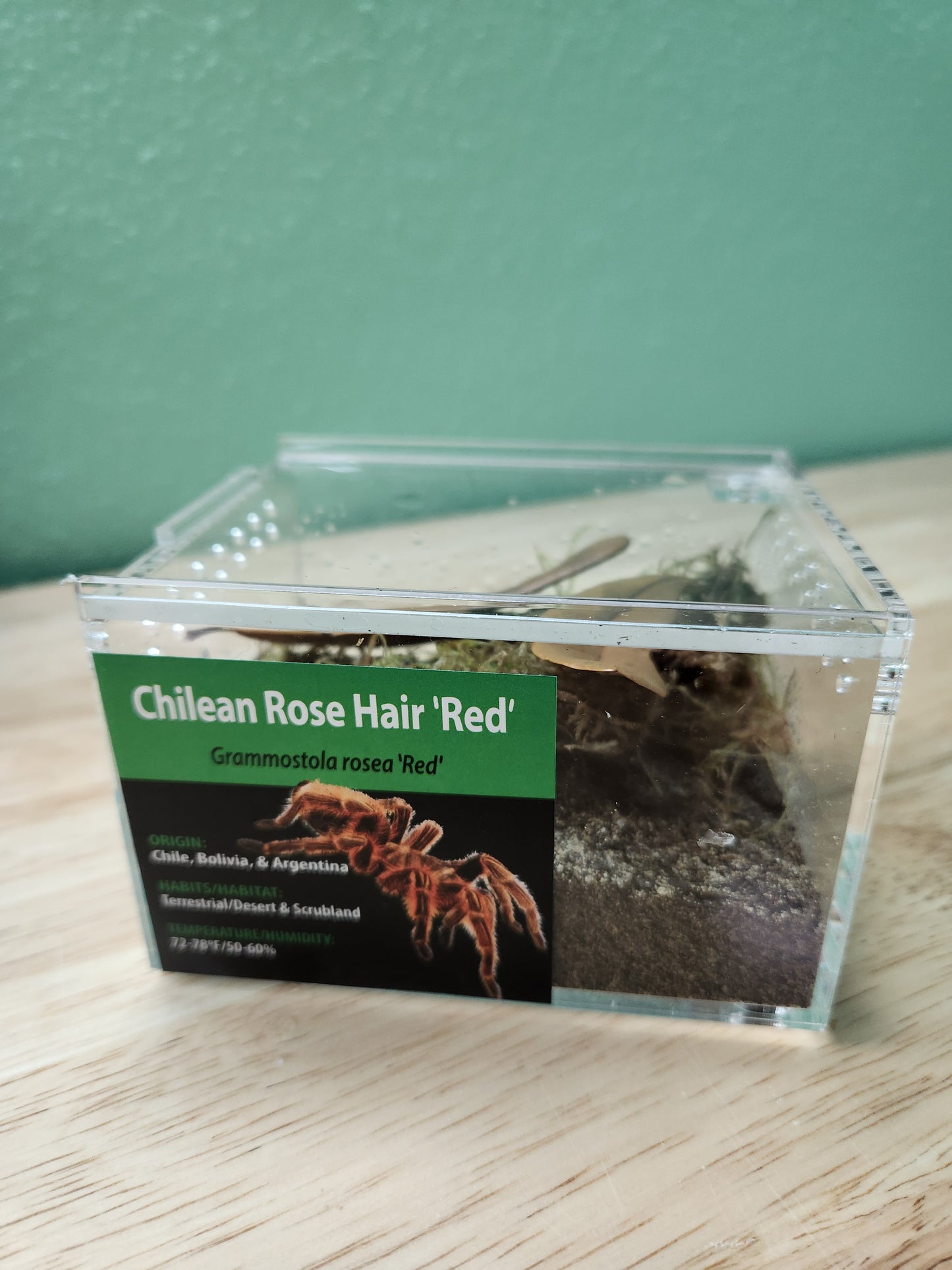 Tarantula - Grammostola rosea 'Red' - Chilean Rose Hair 'Red' - GNG