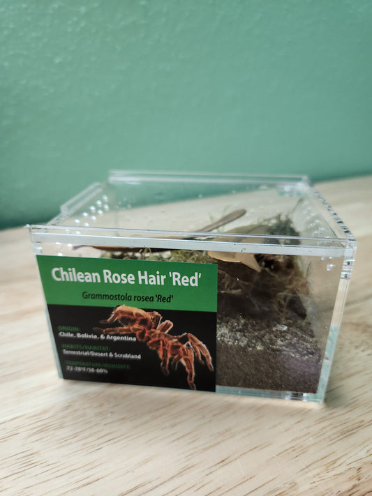 Tarantula - Grammostola rosea 'Red' - Chilean Rose Hair 'Red' - GNG