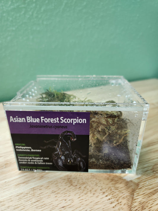 Scorpion - Javanimetrus cyaneus - Asian Blue Forest Scorpion - GNG
