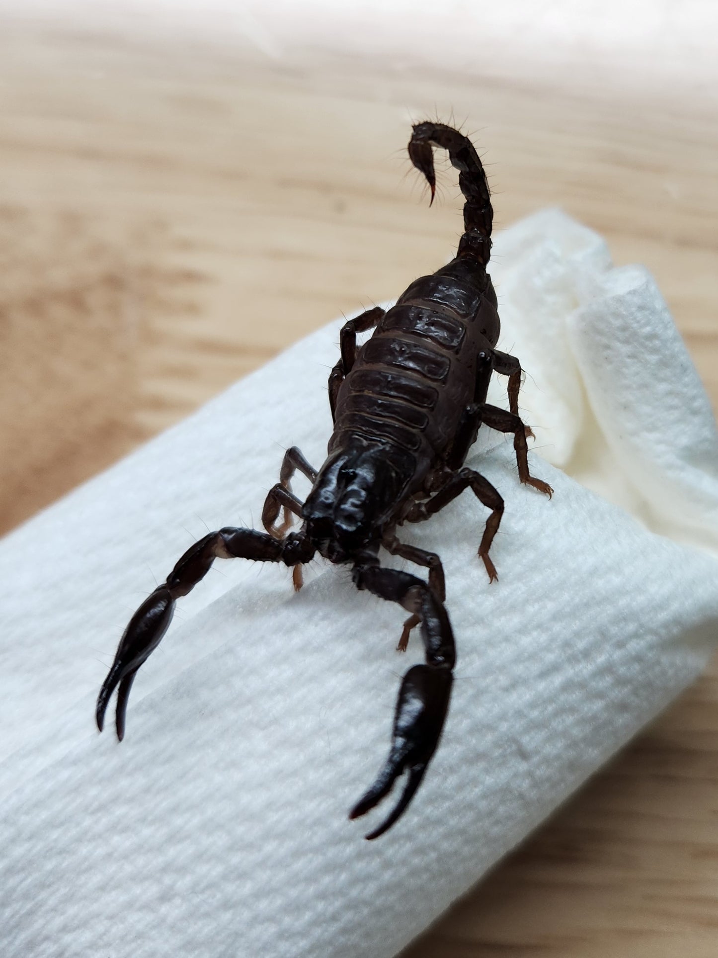 Scorpion - Javanimetrus cyaneus - Asian Blue Forest Scorpion - GNG