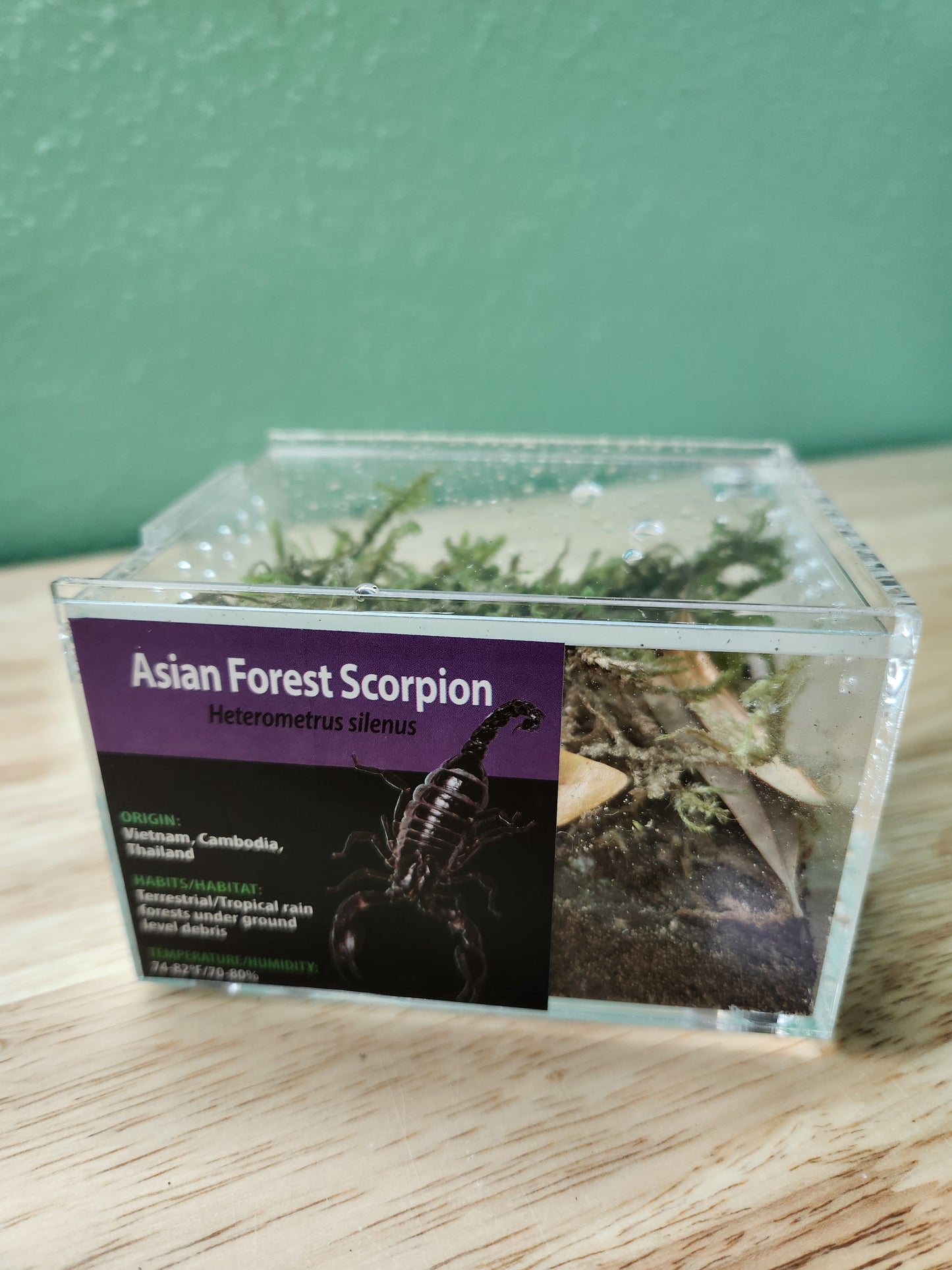 Scorpion - Heterometrus silenus - Asian Forest - GNG