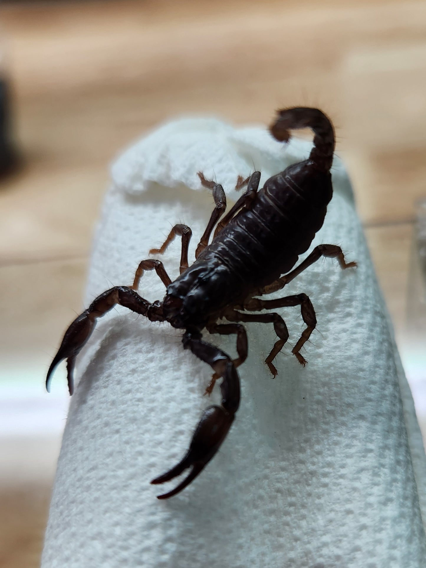 Scorpion - Heterometrus silenus - Asian Forest - GNG