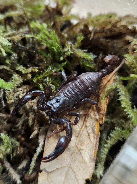 Scorpion - Heterometrus silenus - Asian Forest - GNG
