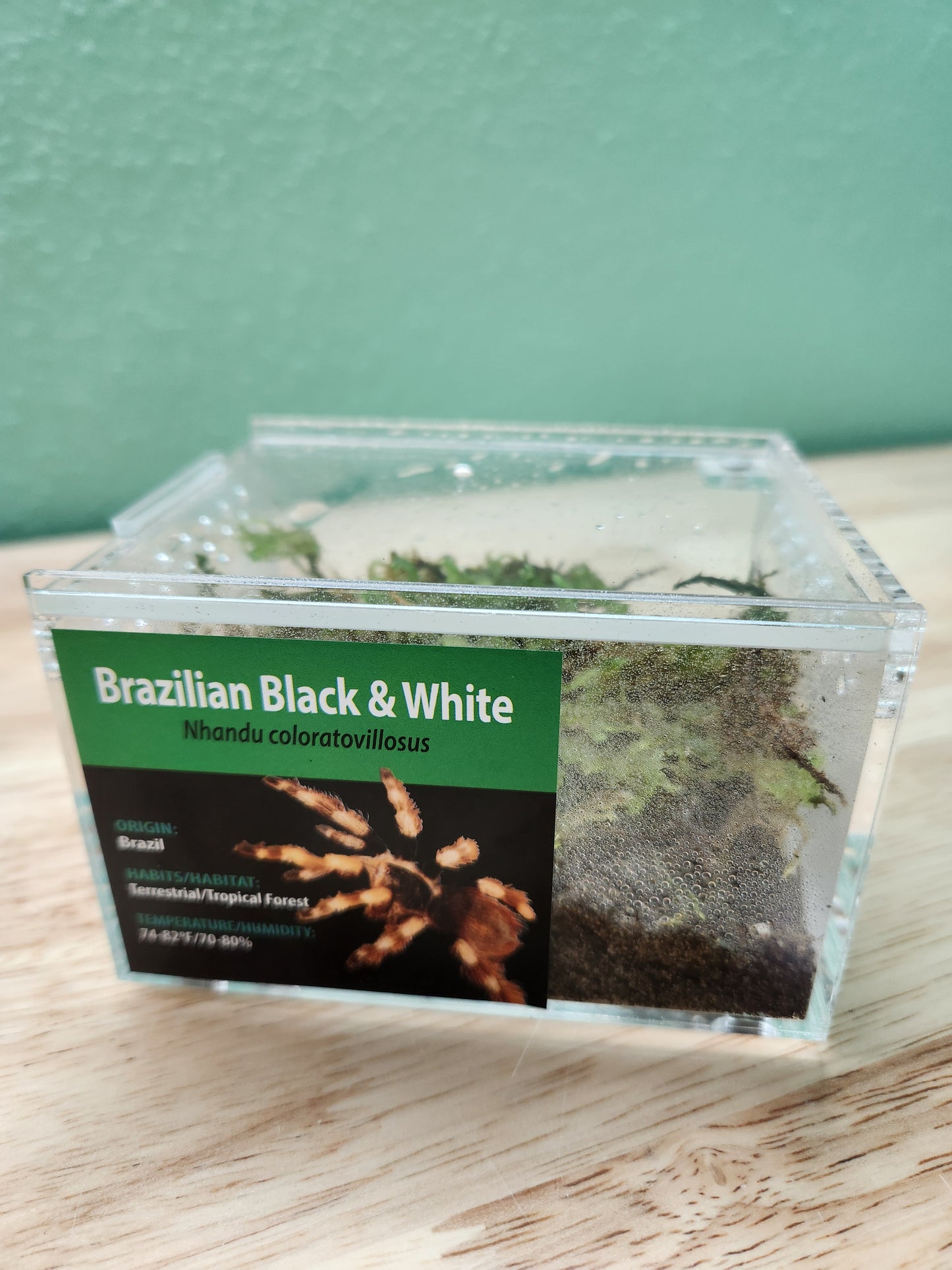 Tarantula - Nhandu coloratovillosus - Brazillian Black & White - GNG