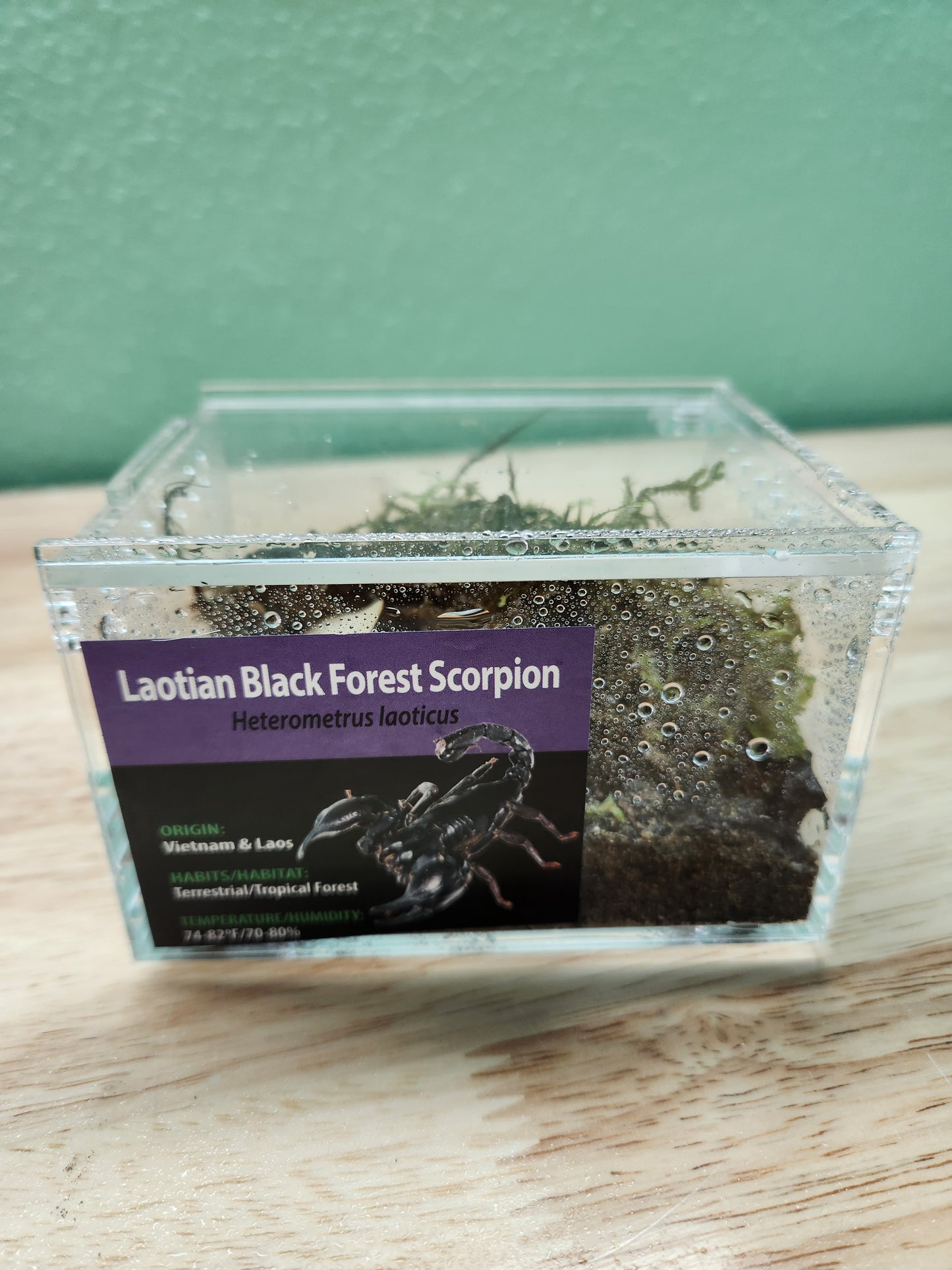 Invertebrate - Laotian Black Forest Scorpion - Heterometrus laoticus - GNG