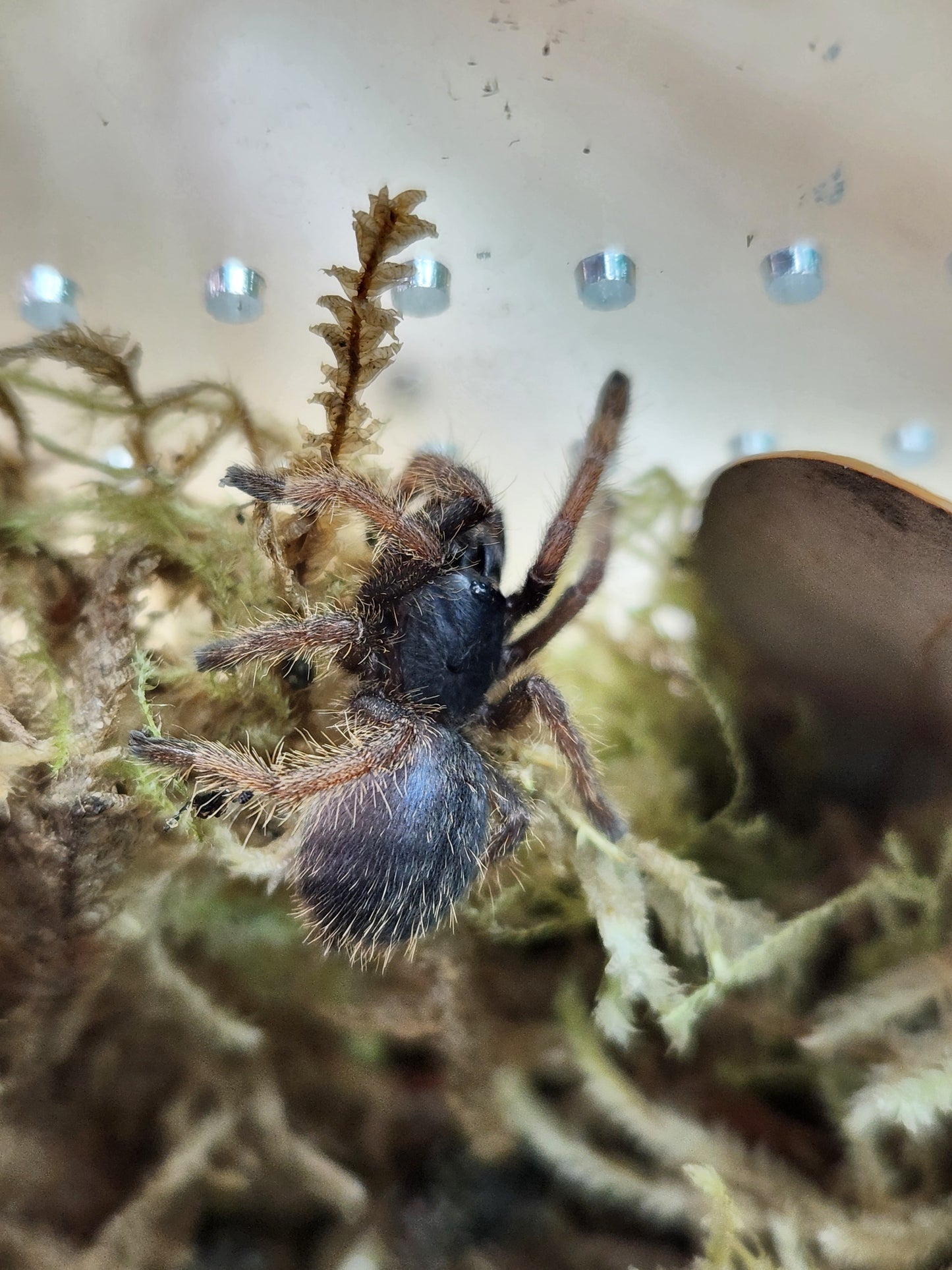 Tarantula - Ornithoctoninae "Vietnam Silver" Tarantula - Unsexed