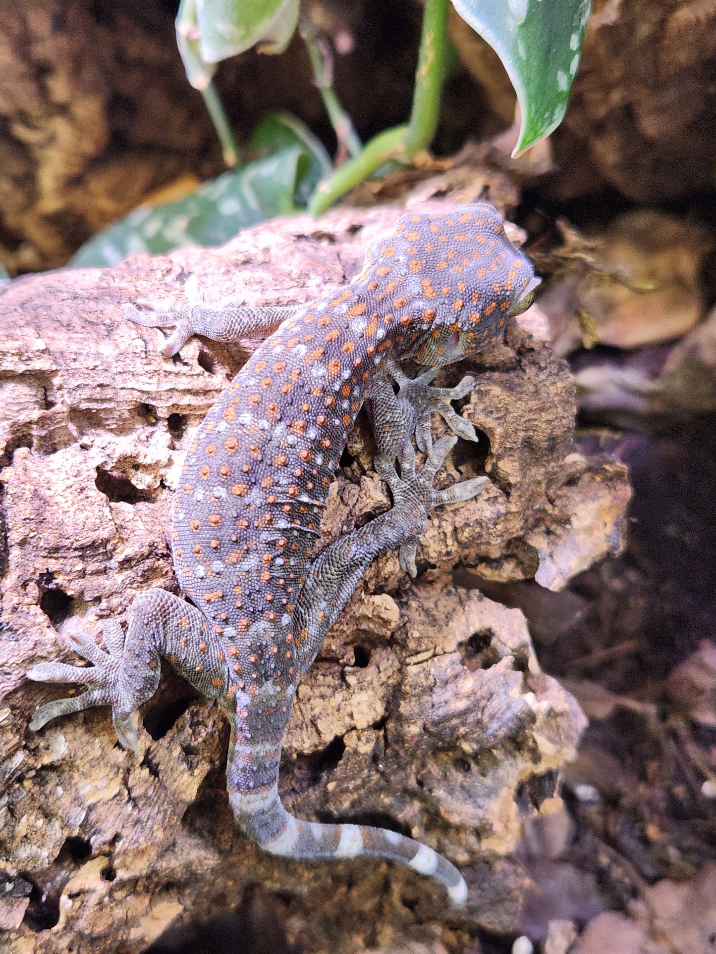 Other Geckos - CBB Tokay Gecko - Unsexed