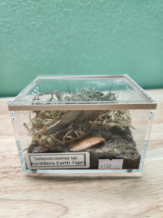 Tarantula - Selenocosmia  sp. "Kordillera Earth Tiger" Tarantula - Unsexed