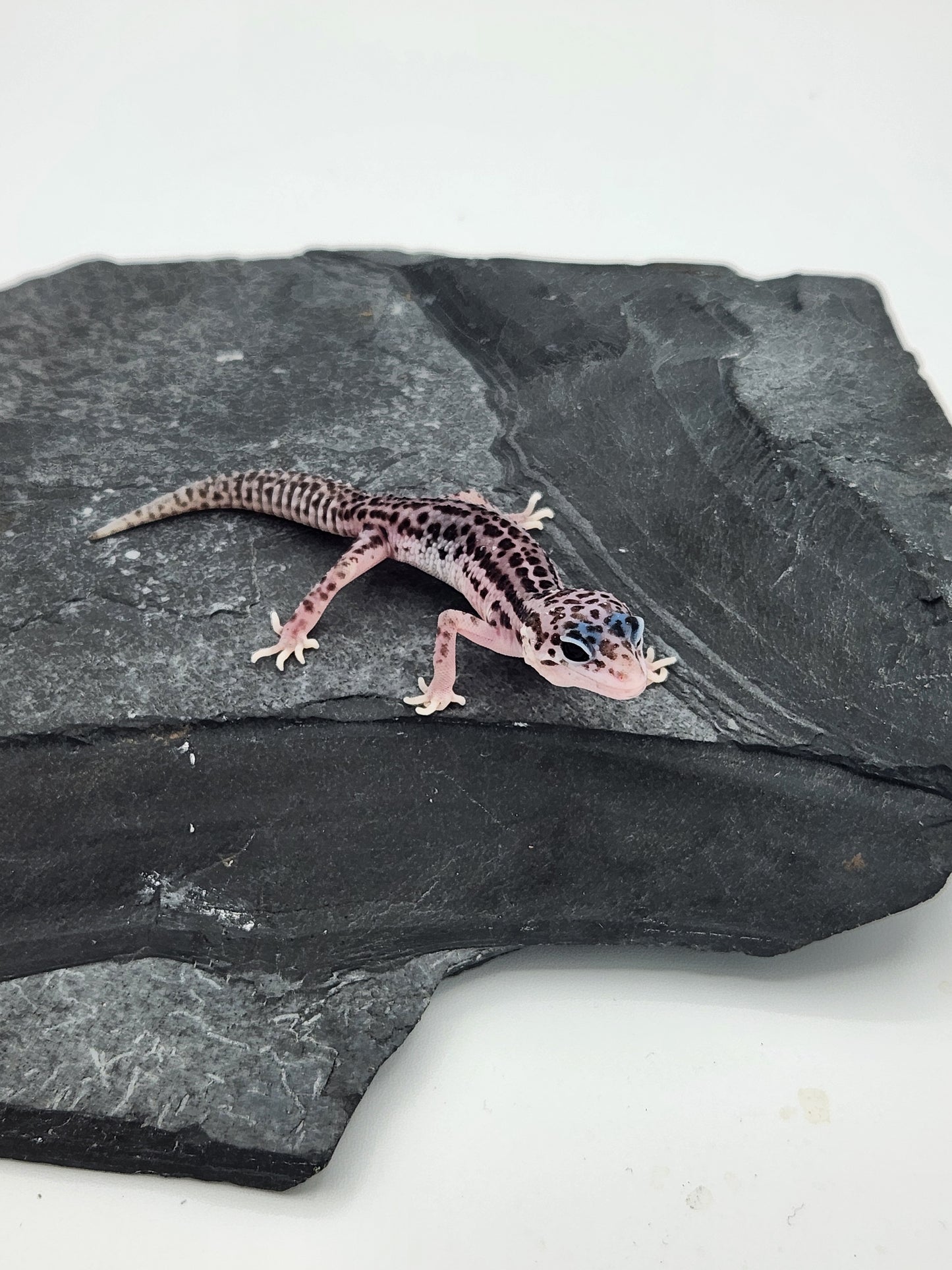 Leopard Gecko - Super Snow G1 - Unsexed