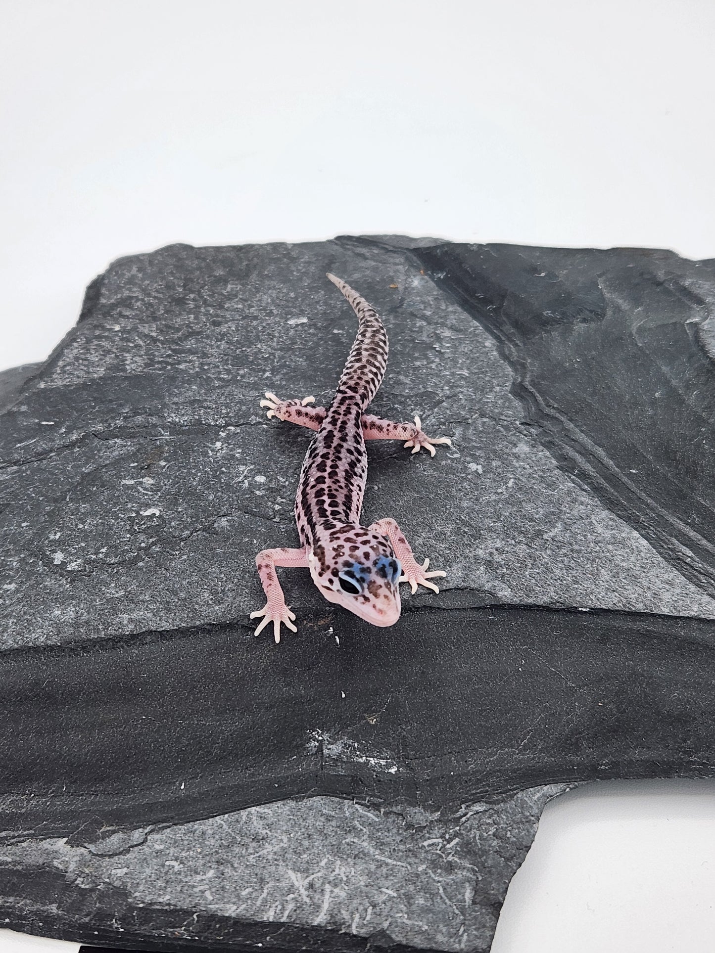 Leopard Gecko - Super Snow G1 - Unsexed