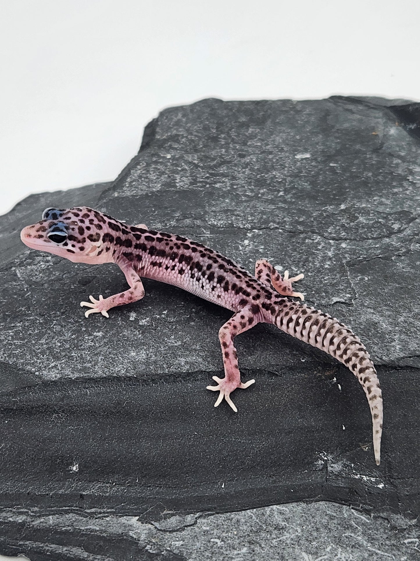 Leopard Gecko - Super Snow G1 - Unsexed