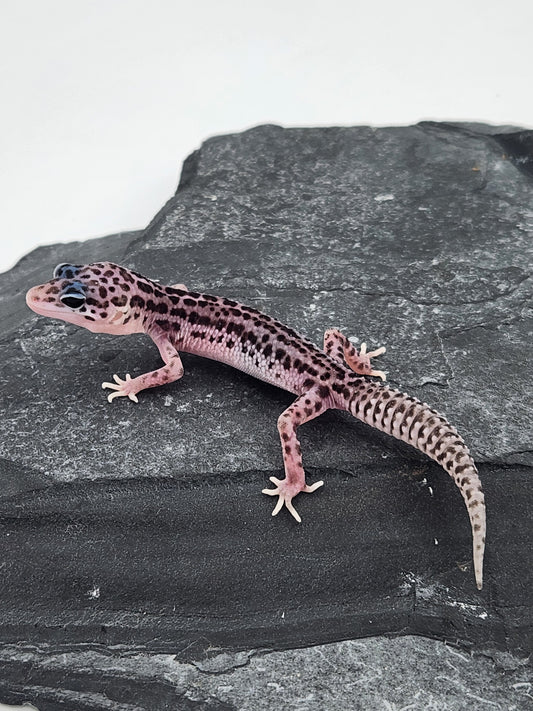 Leopard Gecko - Super Snow G1 - Unsexed