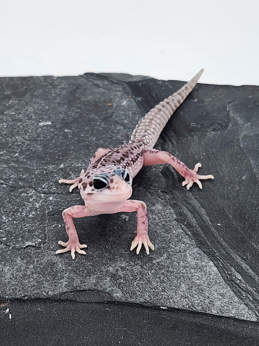 Leopard Gecko - Super Snow G2 - Unsexed