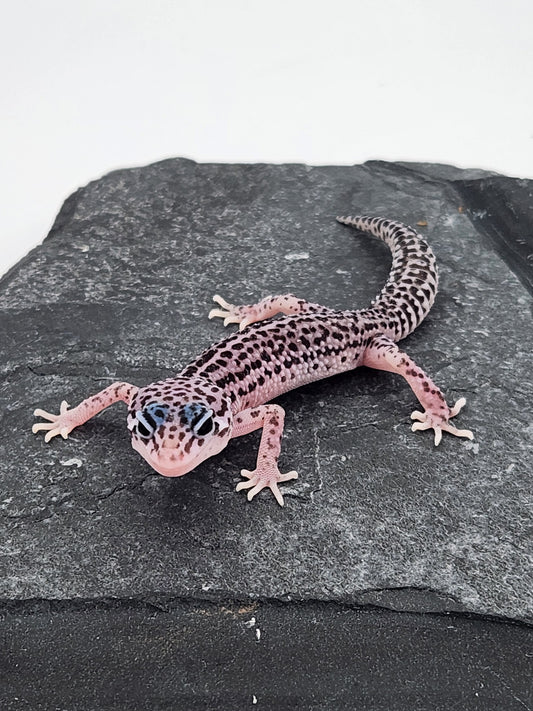 Leopard Gecko - Super Snow G3 - Unsexed