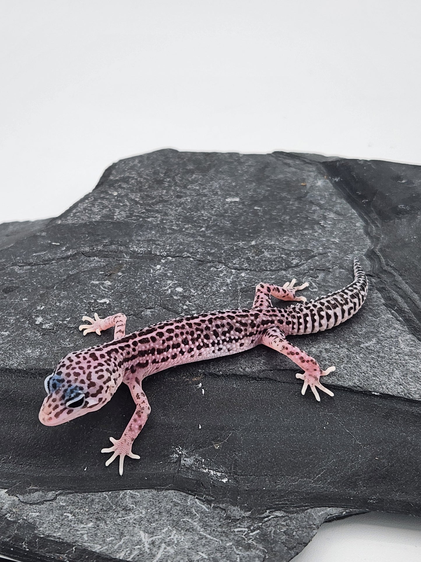 Leopard Gecko - Super Snow G3 - Unsexed