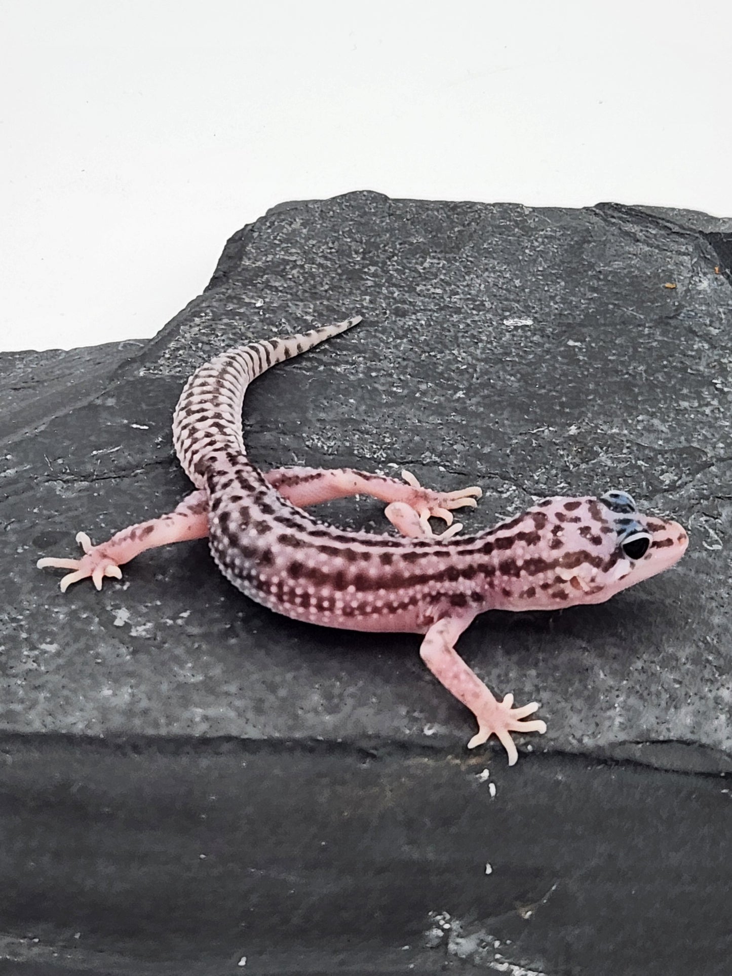 Leopard Gecko - Super Snow G4 - Unsexed