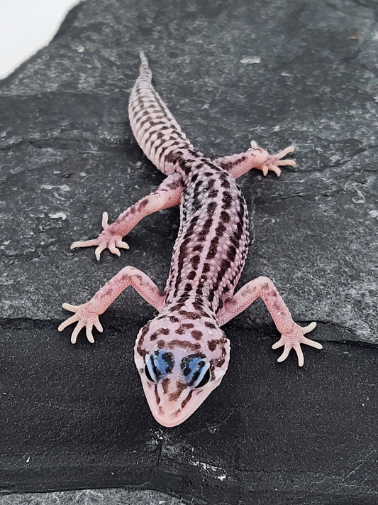 Leopard Gecko - Super Snow G4 - Unsexed