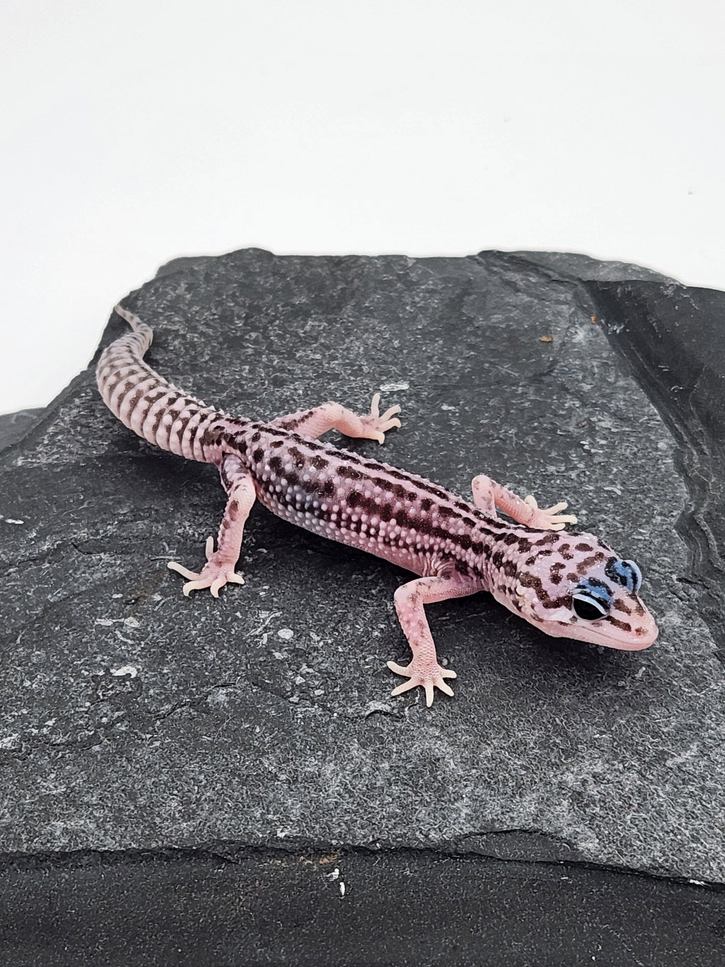 Leopard Gecko - Super Snow G4 - Unsexed