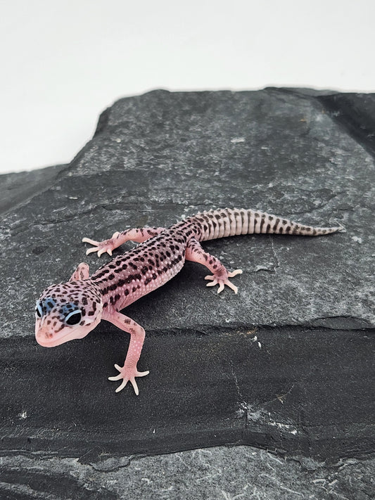 Leopard Gecko - Super Snow G5 - Unsexed