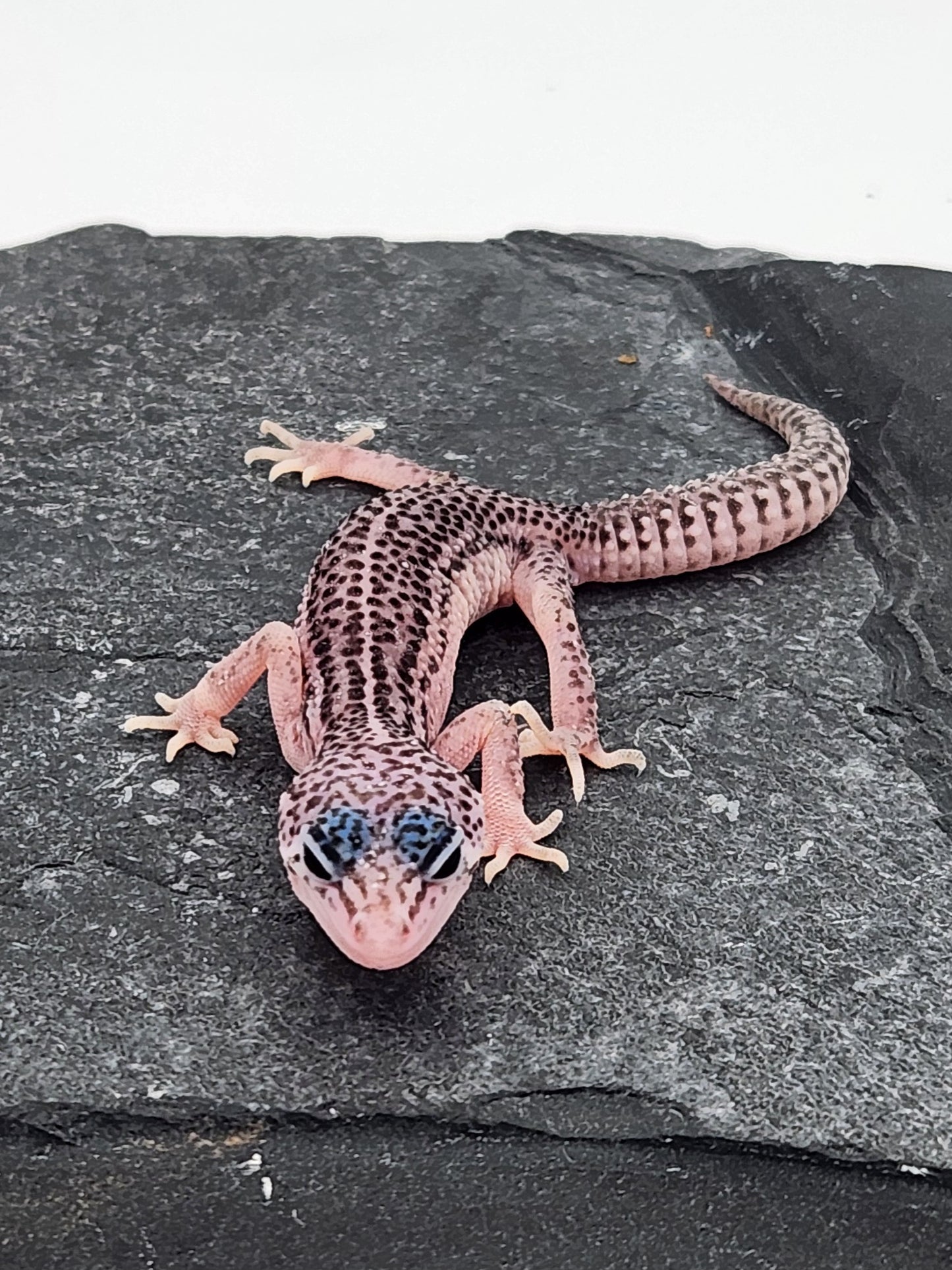 Leopard Gecko - Super Snow G6 - Unsexed