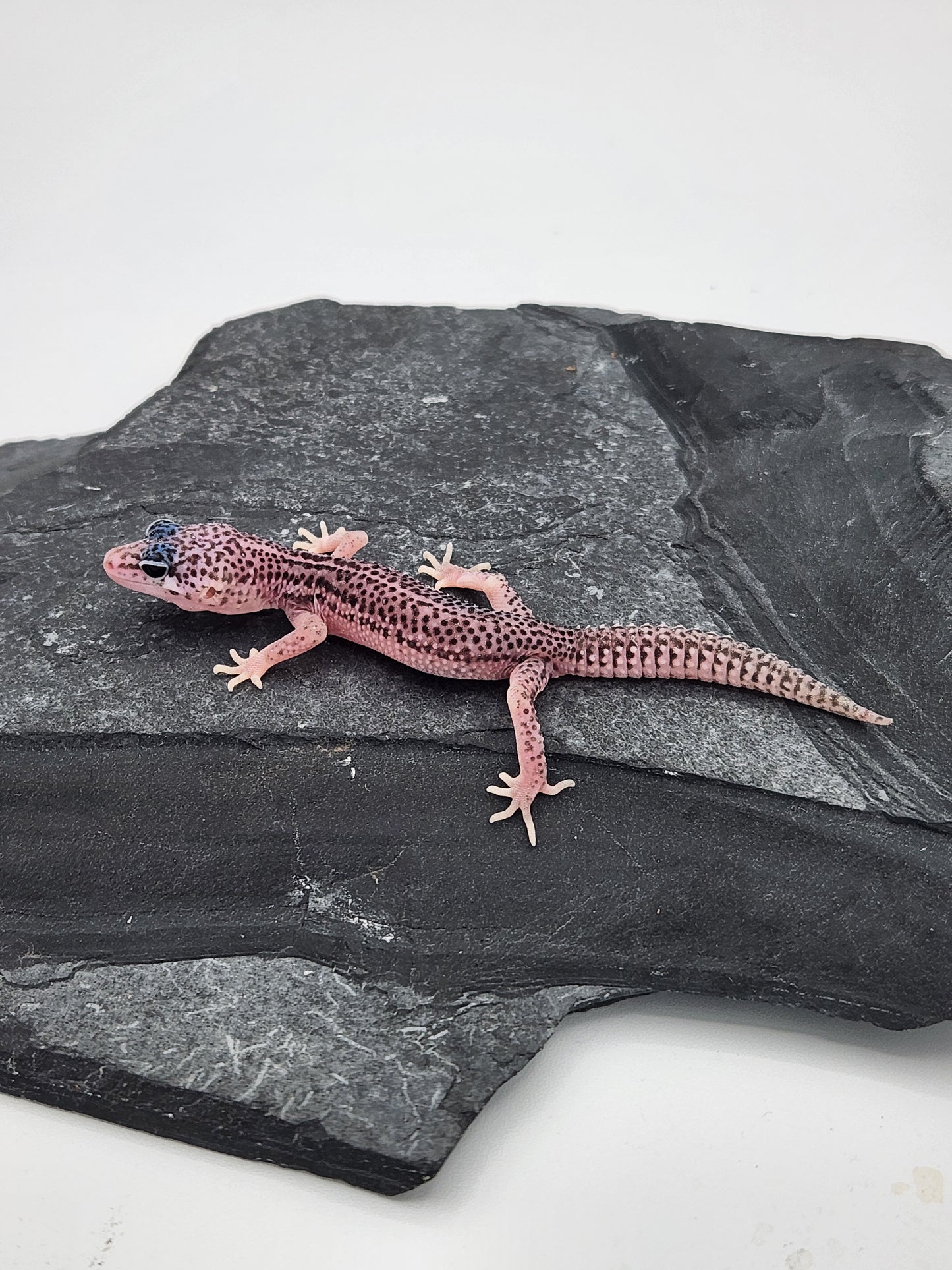 Leopard Gecko - Super Snow G6 - Unsexed