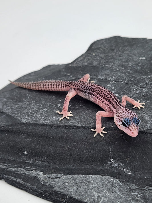 Leopard Gecko - Super Snow G6 - Unsexed