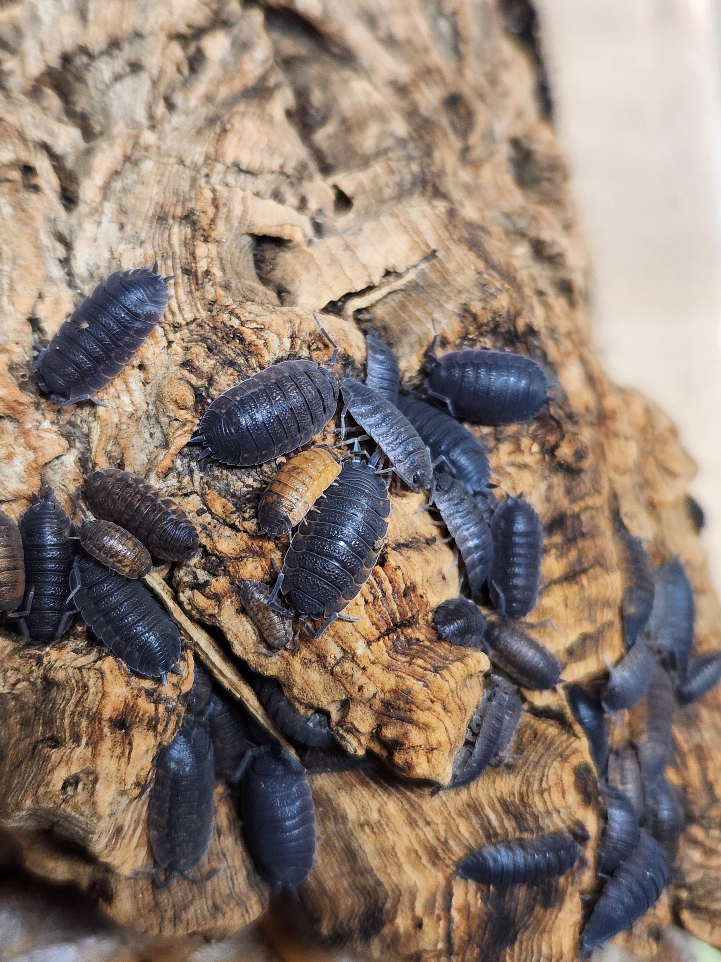 Isopod - Porcellio scaber - "Lava" Isopods - 12 count