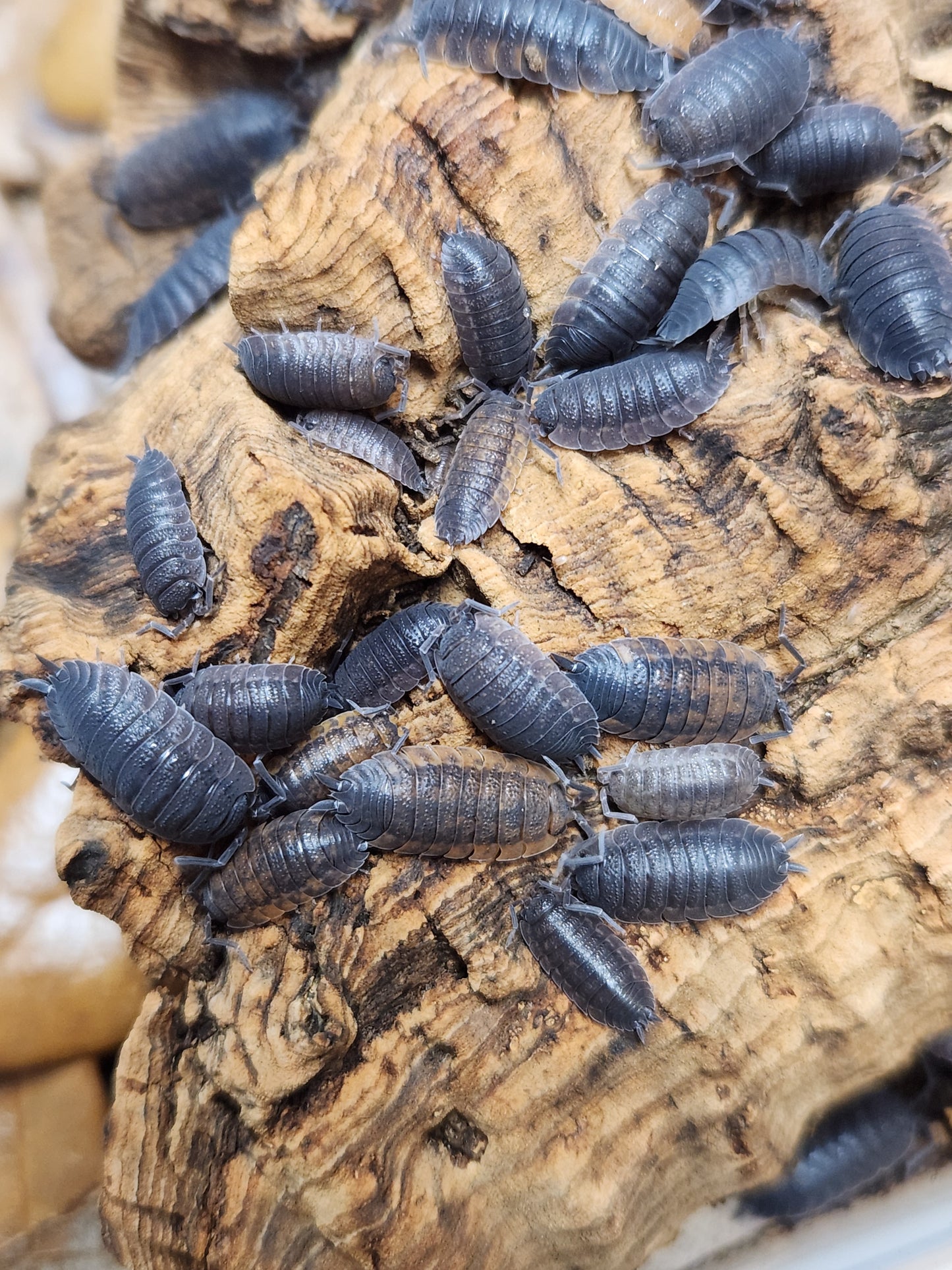 Isopod - Porcellio scaber - "Lava" Isopods - 12 count