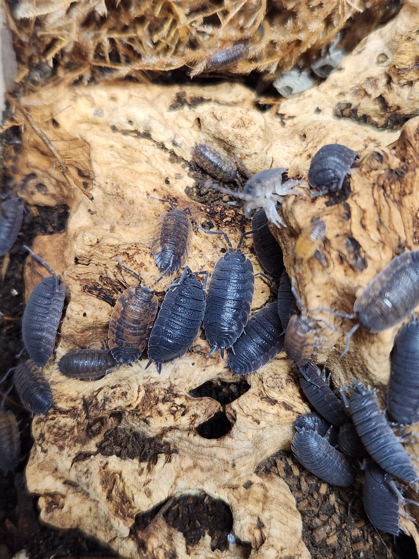 Isopod - Porcellio scaber - "Lava" Isopods - 12 count