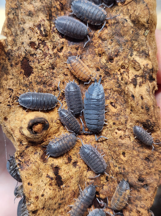 Isopod - Porcellio scaber - "Lava" Isopods - 12 count