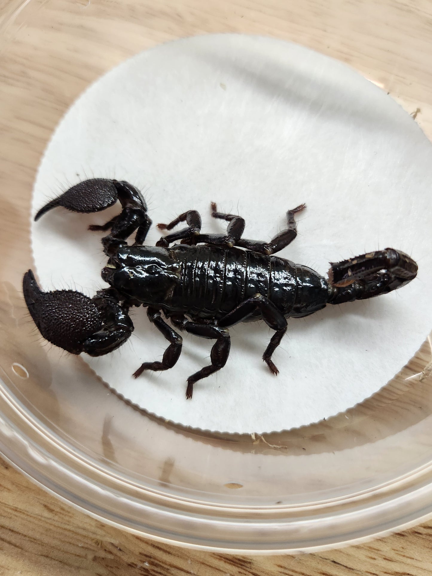 Invertebrate - Emperor Scorpion - Unsexed