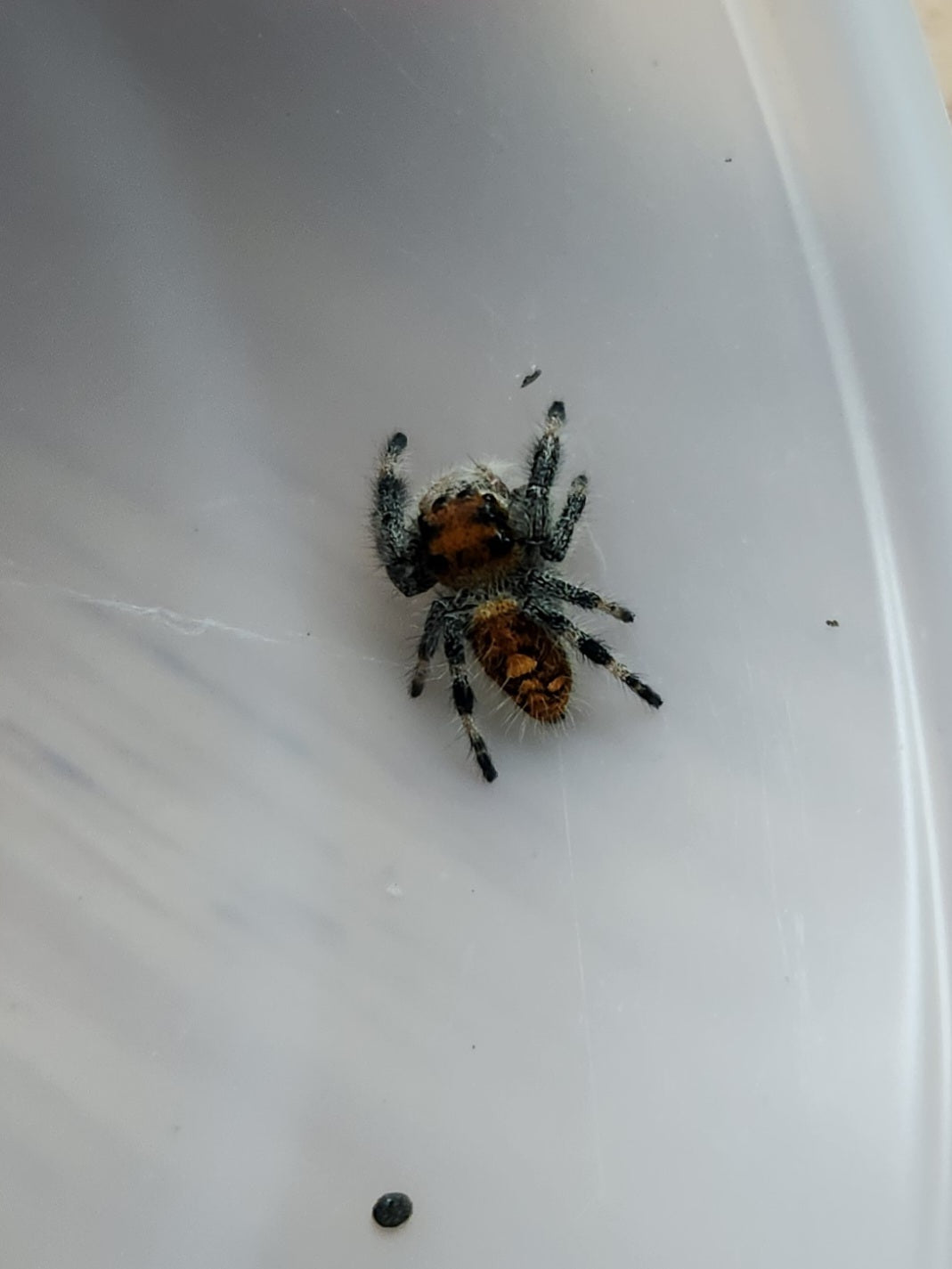 Jumping Spider - Regal - P. regius