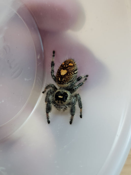 Jumping Spider - Regal - P. regius